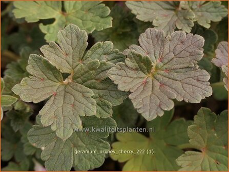 Geranium &#039;Orkney Cherry&#039; | Ooievaarsbek, Tuingeranium, Geranium | Storchschnabel | Cranesbill