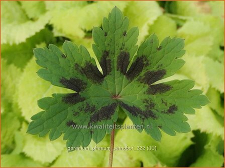 Geranium phaeum &#039;Samobor&#039; | Donkere ooievaarsbek, Ooievaarsbek, Tuingeranium, Geranium | Brauner Storchschnabel | Dus