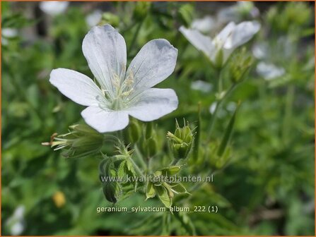 Geranium sylvaticum &#039;Album&#039; | Bosooievaarsbek, Ooievaarsbek, Tuingeranium, Geranium | Wald-Storchschnabel | Wood Cran