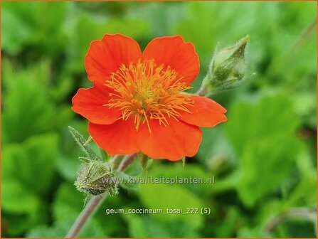 Geum coccineum &#039;Tosai&#039; | Rood nagelkruid | Orangerotbl&uuml;hende Nelkenwurz | Scarlet Flowered Avens