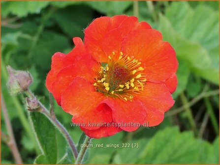 Geum &#039;Red Wings&#039; | Nagelkruid | Nelkenwurz | Avens