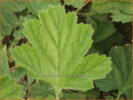 Geum &#039;Red Wings&#039; | Nagelkruid | Nelkenwurz | Avens