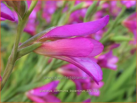 Gladiolus communis subsp. byzantinus | Byzantijnse gladiool, Gladiool | Byzantinische Siegwurz | Byzantine Gladiolus