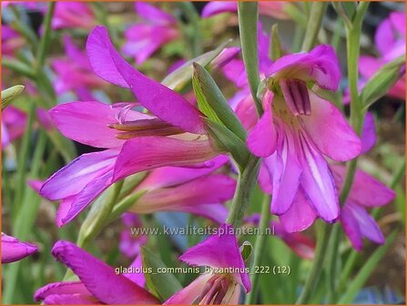 Gladiolus communis subsp. byzantinus | Byzantijnse gladiool, Gladiool | Byzantinische Siegwurz | Byzantine Gladiolus