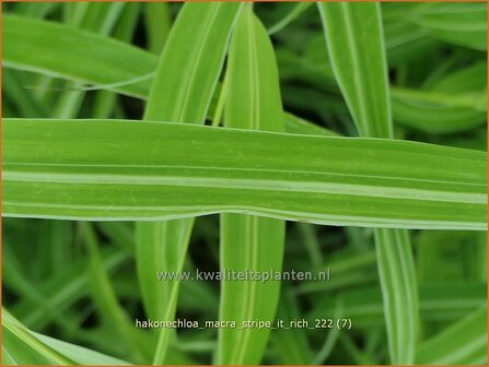 Hakonechloa macra &#039;Stripe it Rich&#039; | Japans bosgras, Japans siergras | Berggras | Forest Grass