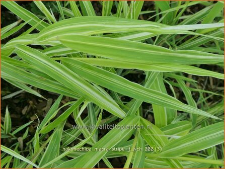 Hakonechloa macra &#039;Stripe it Rich&#039; | Japans bosgras, Japans siergras | Berggras | Forest Grass