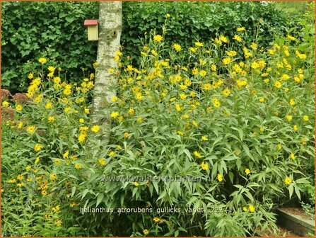 Helianthus atrorubens &#039;Gullick&#039;s Variety&#039; | Vaste zonnebloem | Rauhaarige Sonnenblume | Purple-Disk Sunflo