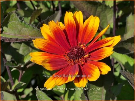 Heliopsis helianthoides &#039;Funky Spinner&#039; | Zonneoog | Gew&ouml;hnliches Sonnenauge | Rough Heliopsis