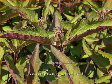 Heliopsis helianthoides &#039;Funky Spinner&#039; | Zonneoog | Gew&ouml;hnliches Sonnenauge | Rough Heliopsis