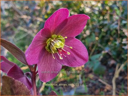 Helleborus &#039;Anna&#039;s Red&#039; | Kerstroos, Nieskruid | Christrose | Christmas Rose