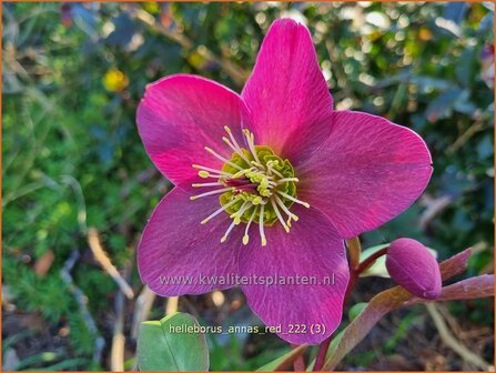 Helleborus &#039;Anna&#039;s Red&#039; | Kerstroos, Nieskruid | Christrose | Christmas Rose