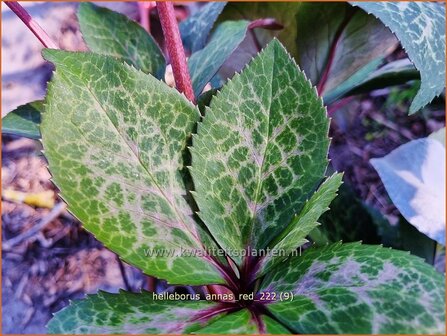 Helleborus &#039;Anna&#039;s Red&#039; | Kerstroos, Nieskruid | Christrose | Christmas Rose