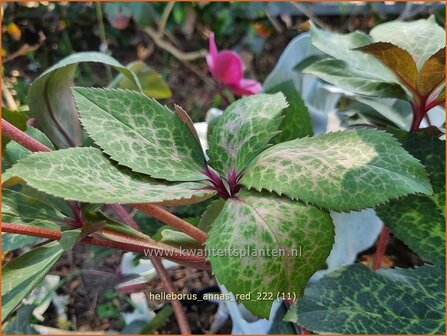 Helleborus &#039;Anna&#039;s Red&#039; | Kerstroos, Nieskruid | Christrose | Christmas Rose