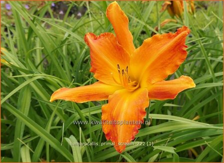 Hemerocallis &#039;Primal Scream&#039; | Daglelie | Taglilie | Day Lily