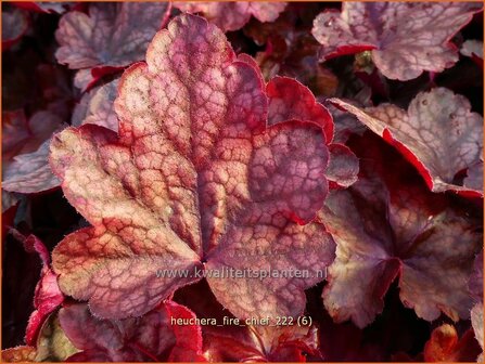 Heuchera &#039;Fire Chief&#039; | Purperklokje | Purpurgl&ouml;ckchen | Coral Bells