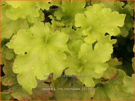 Heuchera &#039;Lime Marmalade&#039; | Purperklokje | Purpurgl&ouml;ckchen | Coral Bells