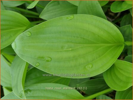 Hosta &#039;Royal Standard&#039; | Hosta, Hartlelie, Funkia | Funkie | Hosta