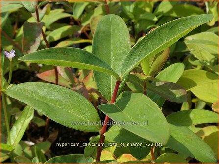 Hypericum calycinum &#039;Rose of Sharon&#039; | Grootbloemig hertshooi, Hertshooi | Teppichjohanneskraut | Aaron&#039;s Beard