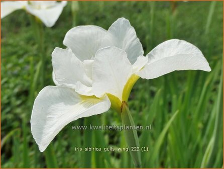 Iris sibirica &#039;Gull&#039;s Wing&#039; | Siberische iris, Lis, Iris | Sibirische Schwertlilie | Siberian Iris