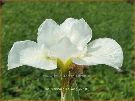 Iris sibirica &#039;Gull&#039;s Wing&#039; | Siberische iris, Lis, Iris | Sibirische Schwertlilie | Siberian Iris