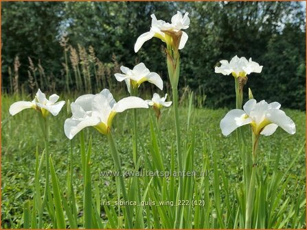 Iris sibirica &#039;Gull&#039;s Wing&#039; | Siberische iris, Lis, Iris | Sibirische Schwertlilie | Siberian Iris