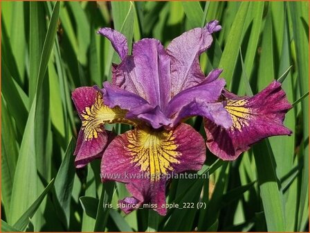 Iris sibirica &#039;Miss Apple&#039; | Siberische iris, Lis, Iris | Sibirische Schwertlilie | Siberian Iris