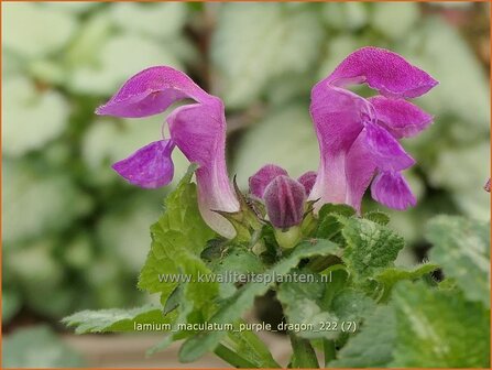 Lamium maculatum &#039;Purple Dragon&#039; | Gevlekte dovenetel, Dovenetel | Gefleckte Taubnessel | Spotted Dead Nettle