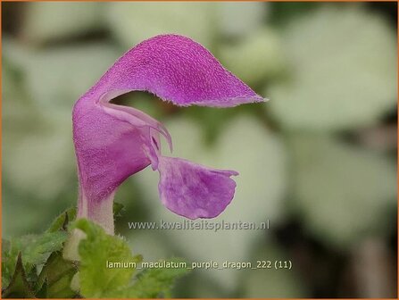 Lamium maculatum &#039;Purple Dragon&#039; | Gevlekte dovenetel, Dovenetel | Gefleckte Taubnessel | Spotted Dead Nettle