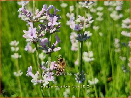 Lavandula angustifolia &#039;Rosea&#039; | Echte lavendel, Gewone lavendel, Lavendel | Echter Lavendel | English Lavender