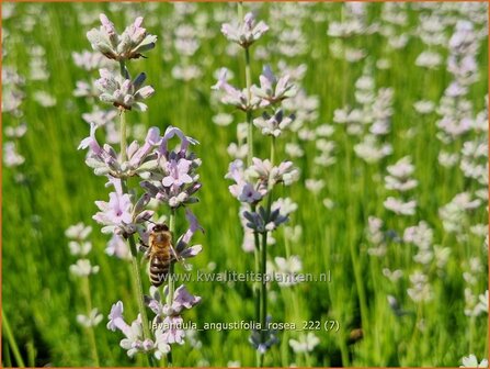 Lavandula angustifolia &#039;Rosea&#039; | Echte lavendel, Gewone lavendel, Lavendel | Echter Lavendel | English Lavender