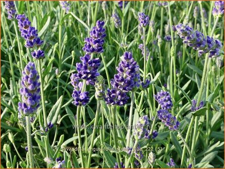 Lavandula angustifolia &#039;Super Blue&#039; | Echte lavendel, Gewone lavendel, Lavendel | Echter Lavendel | English Lavender