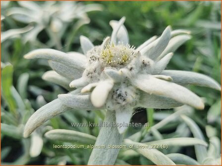 Leontopodium alpinum &#039;Blossom of Snow&#039; | Alpenedelweiss, Edelweiss | Alpen-Edelwei&szlig; | Edelweiss