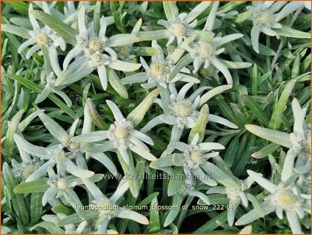 Leontopodium alpinum &#039;Blossom of Snow&#039; | Alpenedelweiss, Edelweiss | Alpen-Edelwei&szlig; | Edelweiss