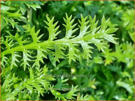 Leptinella squalida | Vedermos, Koperknoopje, Goudknopje | Brauner Fiederteppich | New Zealand Brassbuttons