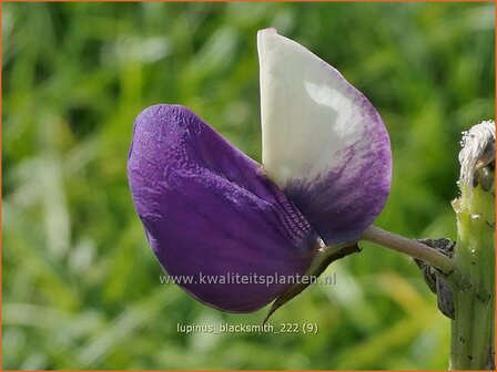 Lupinus &#039;Blacksmith&#039; | Lupine | Lupine | Lupin