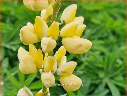 Lupinus &#039;Chandelier&#039; | Lupine | Lupine | Lupin