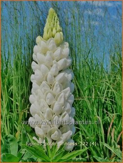 Lupinus &#039;Polar Princess&#039; | Lupine | Lupine | Lupin