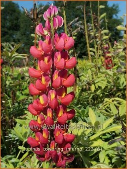 Lupinus &#039;Towering Inferno&#039; | Lupine | Lupine | Lupin