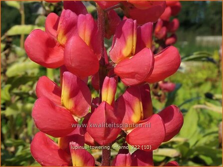 Lupinus &#039;Towering Inferno&#039; | Lupine | Lupine | Lupin