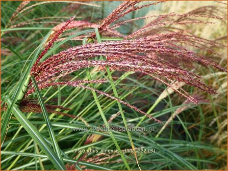 Miscanthus sinensis &#039;China&#039; | Chinees prachtriet, Chinees riet, Japans sierriet, Sierriet | Chinaschilf | Eulalia gra