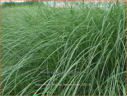 Miscanthus sinensis &#039;Federwei&szlig;er&#039; | Chinees prachtriet, Chinees riet, Japans sierriet, Sierriet | Chinaschilf | Eula