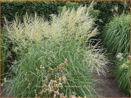 Miscanthus sinensis &#039;Federwei&szlig;er&#039; | Chinees prachtriet, Chinees riet, Japans sierriet, Sierriet | Chinaschilf | Eula