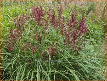 Miscanthus sinensis &#039;Red Chief&#039; | Chinees prachtriet, Chinees riet, Japans sierriet, Sierriet | Chinaschilf | Eulalia