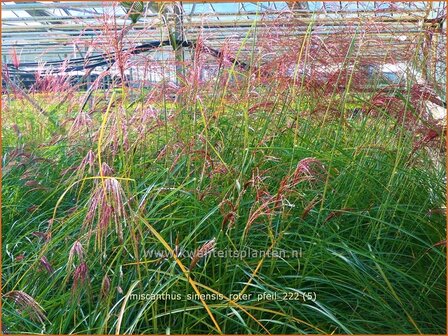 Miscanthus sinensis &#039;Roter Pfeil&#039; | Chinees prachtriet, Chinees riet, Japans sierriet, Sierriet | Chinaschilf | Eulal