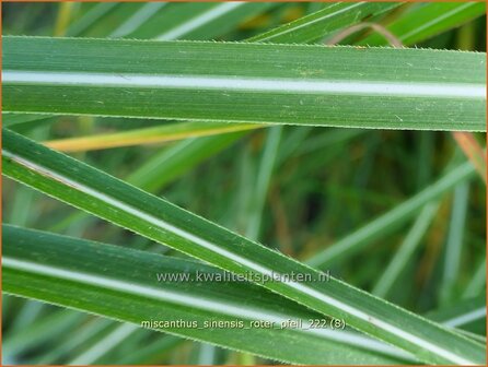 Miscanthus sinensis &#039;Roter Pfeil&#039; | Chinees prachtriet, Chinees riet, Japans sierriet, Sierriet | Chinaschilf | Eulal