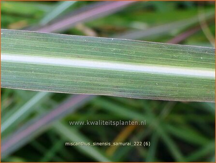 Miscanthus sinensis &#039;Samurai&#039; | Chinees prachtriet, Chinees riet, Japans sierriet, Sierriet | Chinaschilf | Eulalia g