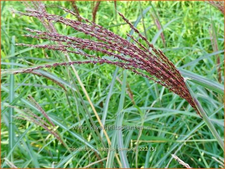 Miscanthus sinensis &#039;Samurai&#039; | Chinees prachtriet, Chinees riet, Japans sierriet, Sierriet | Chinaschilf | Eulalia g