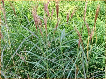 Miscanthus sinensis &#039;Samurai&#039; | Chinees prachtriet, Chinees riet, Japans sierriet, Sierriet | Chinaschilf | Eulalia g