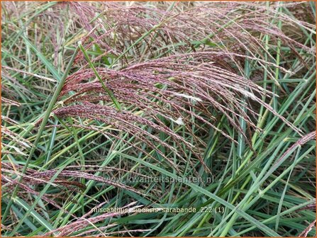 Miscanthus sinensis &#039;Sarabande&#039; | Chinees prachtriet, Chinees riet, Japans sierriet, Sierriet | Chinaschilf | Eulalia