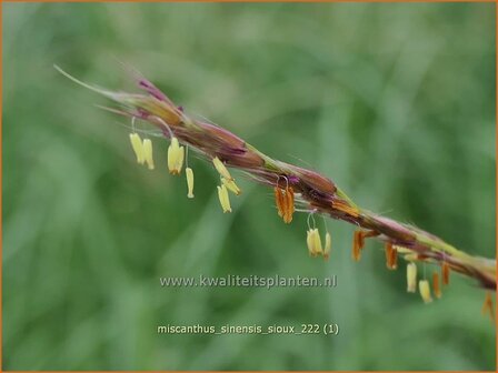 Miscanthus sinensis &#039;Sioux&#039; | Chinees prachtriet, Chinees riet, Japans sierriet, Sierriet | Chinaschilf | Eulalia gra